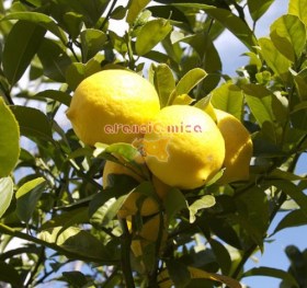 Limoni da 14 kg, vendita online limoni siciliani.