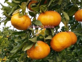 Mandarino cassetta da 14 kg, vendita mandarini siciliani online.